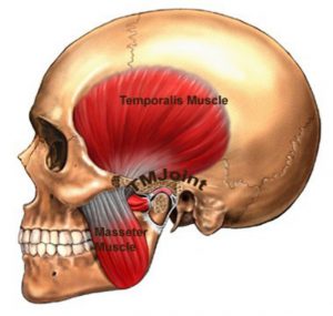 Alpha Jawline Exerciser